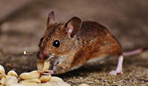 24 Hour & Emergency Exterminators in North Newton, PA